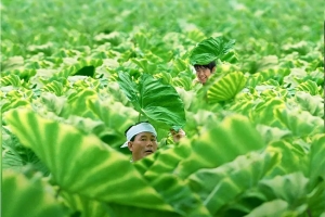 喜剧电影《菊次郎的夏天》解说文案/片源下载-闲乐解说文案网插图